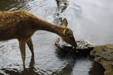 A young deer standing and drinking water in a stream.