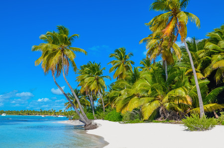 coconut: View tuyệt vời của bãi biển Caribbean với cát trắng và cây cọ kỳ lạ đẹp