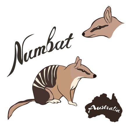 385 Numbat Stock Illustrations Cliparts And Royalty Free Numbat Vectors