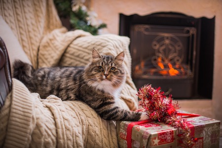 Tabby cat plays at the Christmas tree, Christmas holidays Stock Photo