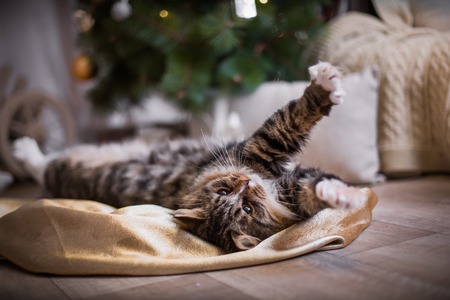 Tabby cat plays at the Christmas tree, Christmas holidays