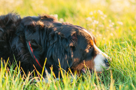 Bernese Mountain Dog on a meadow