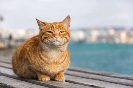 A red cat sits on the background of the sea and looks directly into the camera. A beautiful tabby cat with surprised eyes. Portrait of a young red kitten on the background of the city. Stock Photo