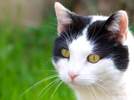 cat portrait Stock Photo