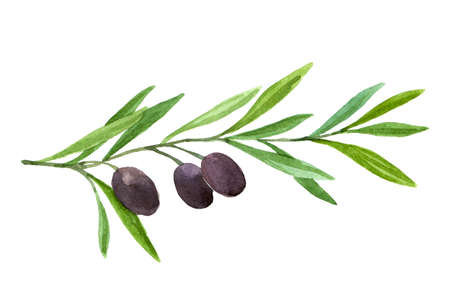 オリーブに設定します 果実とオリーブの枝 水彩イラスト の写真素材 画像素材 Image オリーブに設定します 果実とオリーブの枝 水彩イラスト の写真素材 画像素材 Image