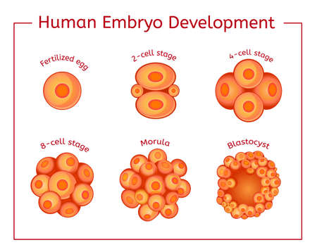 Embryo Development Image Illustration