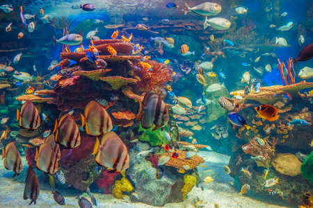 多くの赤黄色い熱帯魚がサンゴ礁 カラフルな水中世界 テキスト 背景の壁紙のための Copyspace と青い水の中の浅瀬グループ の写真素材 画像素材 Image