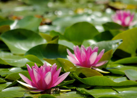 3 つの赤い睡蓮花と緑の葉の背景を持つカエル の写真素材 画像素材 Image 3 つの赤い睡蓮花と緑の葉の背景を持つカエル の写真素材 画像素材 Image