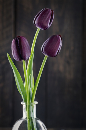 dark purple tulips on a black background stock photo picture and