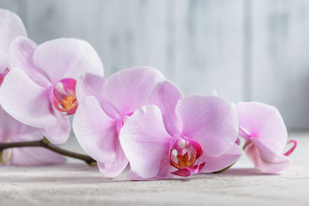 ピンクファレノプシス蘭の花の上に灰色のコンクリートの背景 の写真素材 画像素材 Image