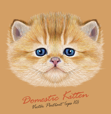 国内の子猫のベクトルの肖像 青い目をしたかわいい桃子猫 のイラスト素材 ベクタ Image