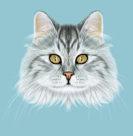 青の背景にグレーのトラ猫のかわいい顔 の写真素材 画像素材 Image