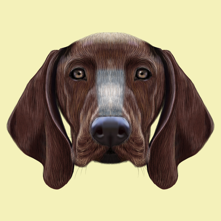 ドイツ ショートヘアード ポインター犬のイラスト肖像画 青の背景に国内犬のかわいい茶色の顔 の写真素材 画像素材 Image