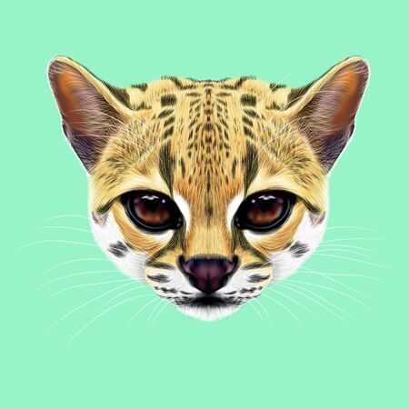 図解マーゲイ肖像画猫 青の背景に野生の猫のかわいい顔 の写真素材 画像素材 Image 図解マーゲイ肖像画猫 青の背景に野生の猫のかわいい顔 の写真素材 画像素材 Image