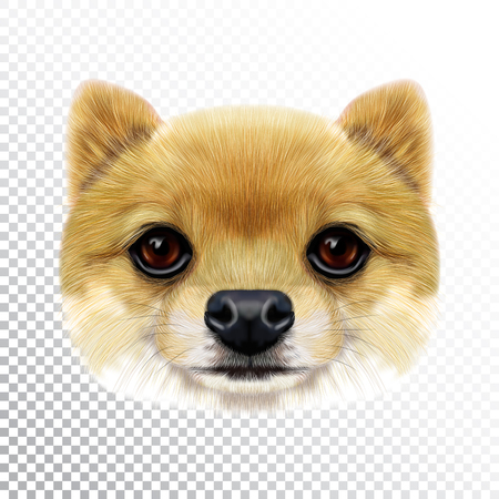 ポメラニアンスピッツドッグのベクトルイラストの顔 枕にプリントのためのクリーミーな家畜犬のかわいい頭 のイラスト素材 ベクタ Image