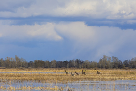 A herd of deer running on a flooded field.