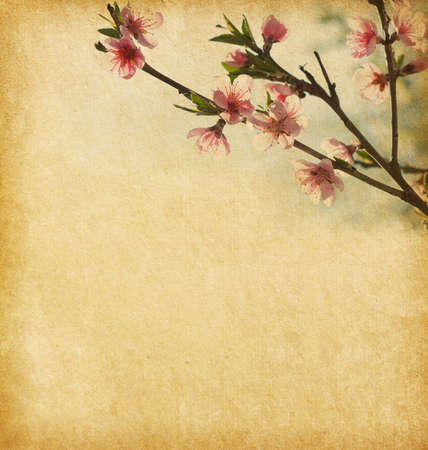 Peach flower: Old paper with peach blossom
