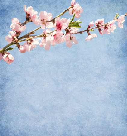 Peach flower: Cũ giấy với hoa đào