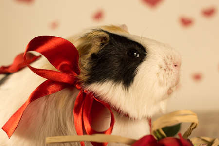 Mignon Petit Cochon Guinee Animal De Compagnie Portant Un Noeud Papillon Bleu Et Chapeau De Fete Banque D Images Et Photos Libres De Droits Image