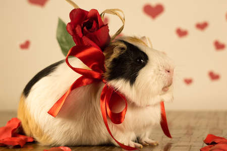 Mignon Petit Cochon Guinee Animal De Compagnie Portant Un Noeud Papillon Bleu Et Chapeau De Fete Banque D Images Et Photos Libres De Droits Image