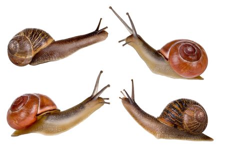 Combi image of four isolated garden snails
