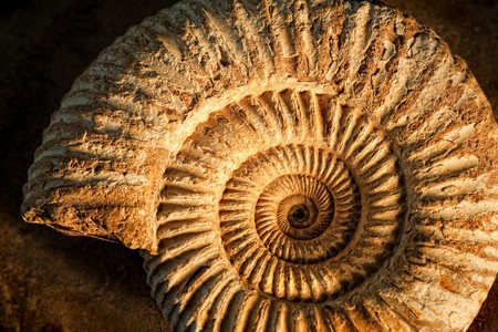 Sidelit ammonite prehistoric fossil on a ceramic textured background