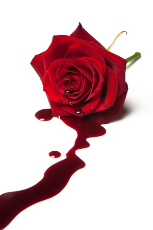 Red rose with blood flowing out of its heart Stock Photo - 8608618