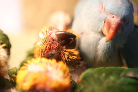 Oiseaux Nicheurs Dans Les Canaris De Nidification Qui Vient De Naitre Banque D Images Et Photos Libres De Droits Image Oiseaux Nicheurs Dans Les Canaris De Nidification Qui Vient De Naitre Banque D Images Et Photos Libres De Droits Image