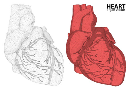 3d Herz Drahtmodell Verdauungssystem Auf Hintergrund Mesh Fur Anatomie Medizin Korper Magen Medizin Herz Biologie Interne Sorgen Konzeptionellen Anatomischen Menschlichen Lizenzfrei Nutzbare Vektorgrafiken Clip Arts Illustrationen Image