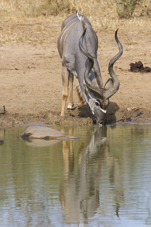 Kudu bull with huge horns drink water at a pool Stock Photo