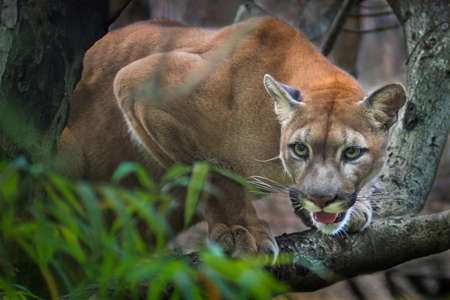 Puma Foto's, Afbeeldingen En Stock Fotografie 123RF Puma Foto's, Afbeeldingen En Stock Fotografie 123RF