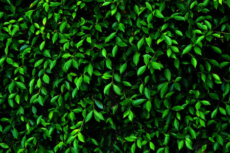 https://us.123rf.com/450wm/arayabandit/arayabandit1601/arayabandit160100086/50628386-abstract-background-pattern-dark-green-leaves-wall-or-dark-green-bush-background-.jpg?ver=6