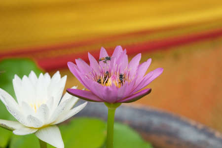insect on white and violet lotus blossom stock photo picture and