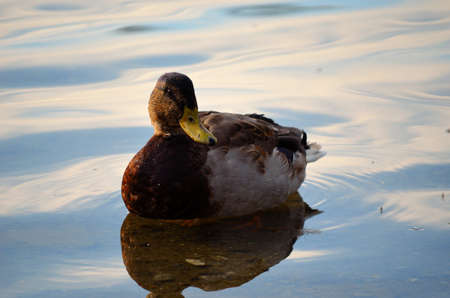 青い池の水で食べ物を探してマガモの雄鴨をクローズ アップ の写真素材 画像素材 Image 青い池の水で食べ物を探してマガモの雄鴨をクローズ アップ の写真素材 画像素材 Image