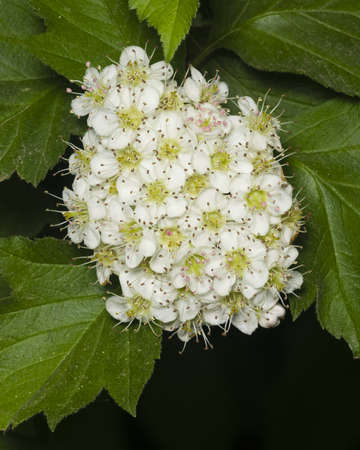 サンザシの花 5 月 の写真素材 画像素材 Image 0611