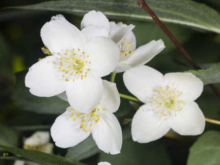 White flowers on mock-orange shrub with bokeh background, macro, selective focus, shallow DOF Фото со стока