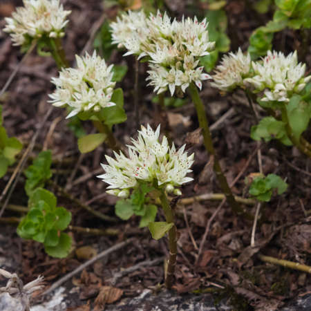 小さな白い花マクロ 選択的焦点 浅いdofを持つ岩の上に咲くストーンクロップセダム反対 の写真素材 画像素材 Image 小さな白い花マクロ 選択的焦点 浅いdofを持つ岩の上に咲くストーンクロップセダム反対 の写真素材 画像素材 Image