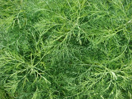 よもぎはヨモギ属 Abrotanum の神聖な木の装飾的な Abrotanine です 植物からのテクスチャ の写真素材 画像素材 Image よもぎはヨモギ属 Abrotanum の神聖な木の装飾的な Abrotanine です 植物からのテクスチャ の写真素材 画像素材 Image