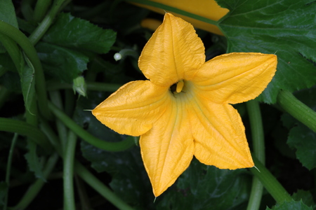 ズッキーニの花ブッシュ長方形の食用に適する果実を持つペポカボチャの種 の写真素材 画像素材 Image