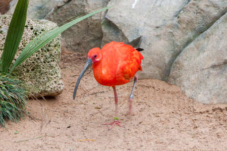 小さな稜線を持つ最大の熱帯鳥 の写真素材 画像素材 Image 小さな稜線を持つ最大の熱帯鳥 の写真素材 画像素材 Image