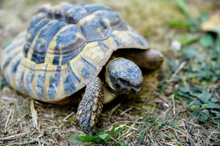 One turtle in front of nature background Stock Photo