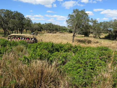 サファリの手段で観光客にディズニーの動物王国 オーランド フロリダ州の野生の鳥を見る の写真素材 画像素材 Image