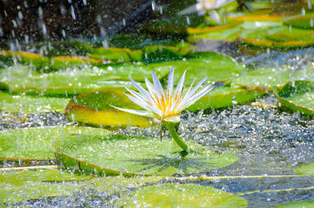 Schöne Weiße Wasserlilien, Ein Kleiner Teich Im Garten Lizenzfreie ... Schöne Weiße Wasserlilien, Ein Kleiner Teich Im Garten Lizenzfreie ...