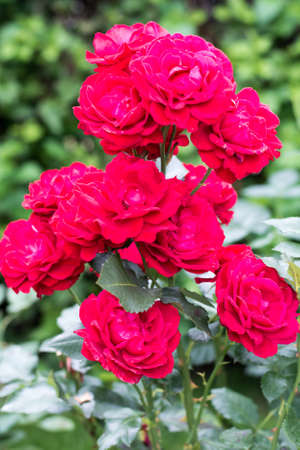 さまざまな色のグランド カバーのバラ の写真素材 画像素材 Image さまざまな色のグランド カバーのバラ の写真素材 画像素材 Image