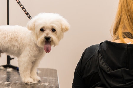 cortes de pelo para perros shih tzu machos