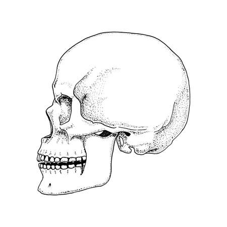 人間生物学 解剖学のイラスト 刻まれた手の古いスケッチとビンテージ スタイルで描画されます 頭蓋骨や骨格のシルエット 体の骨 フロント ビューや顔 の イラスト素材 ベクタ Image