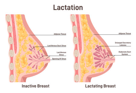 授乳中に変化する乳腺。母乳育児、乳汁分泌のイラスト素材