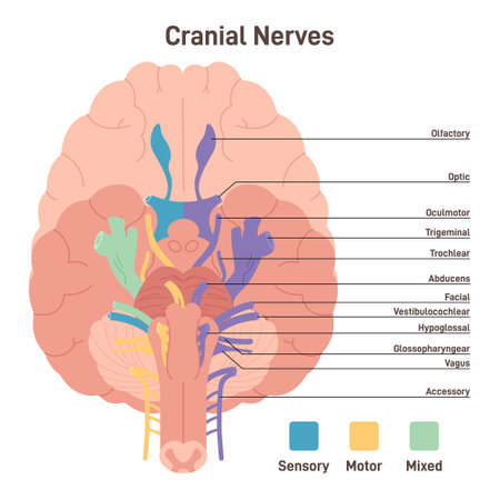Les 12 nerfs crâniens illustration de vecteur. Illustration