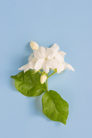 Real, fresh, soft Jasmine flowers with green leaves on beautiful blue background with copy space for text insertion, sweet cute concept for Valentines day or special love events Фото со стока