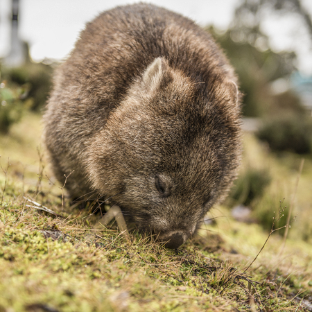 日中はクレードル マウンテン タスマニアで食べる草を求めて大かわいいウォンバット の写真素材 画像素材 Image 10